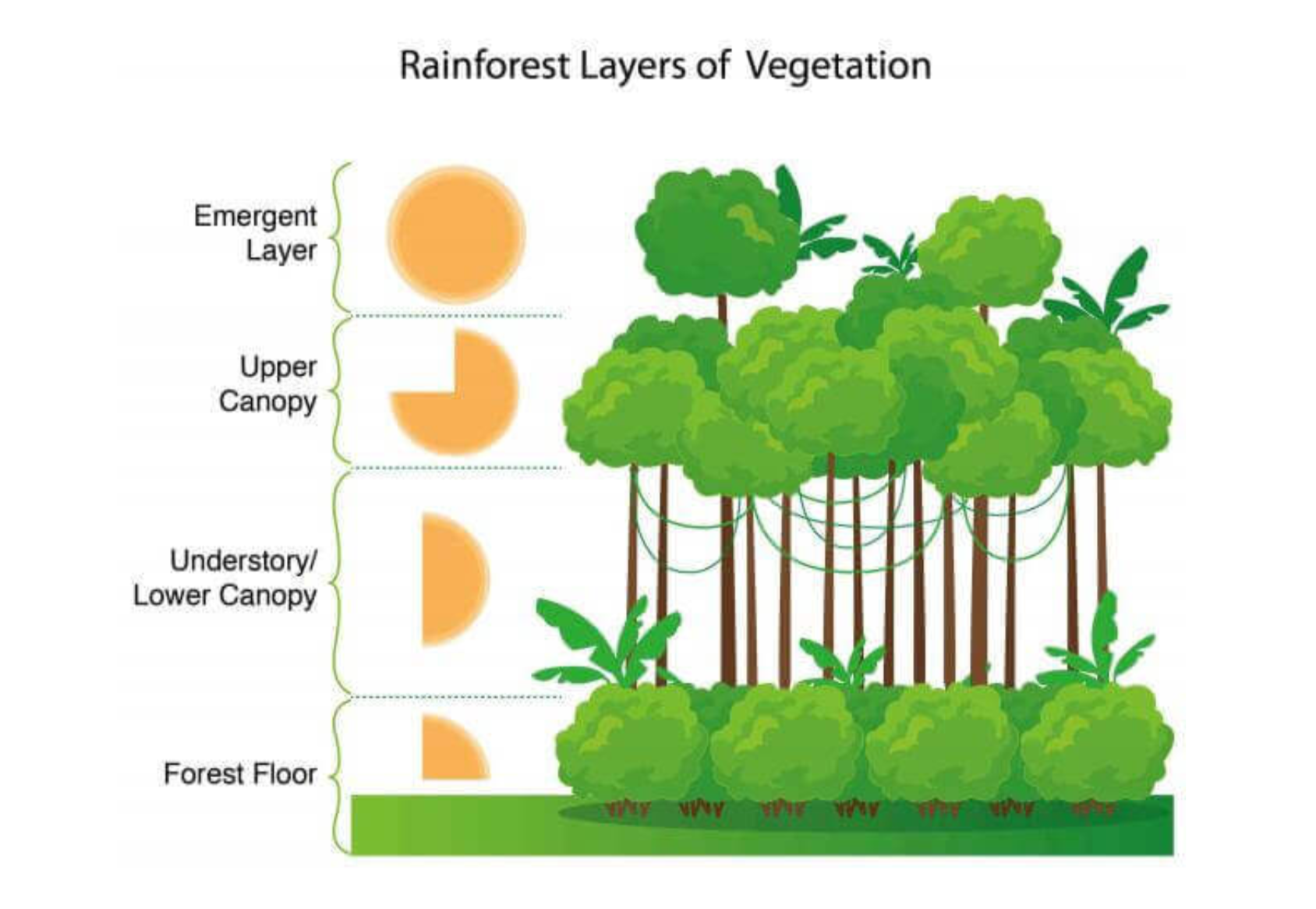 tropical-rainforests-rainforest-vegetation-wced-eportal